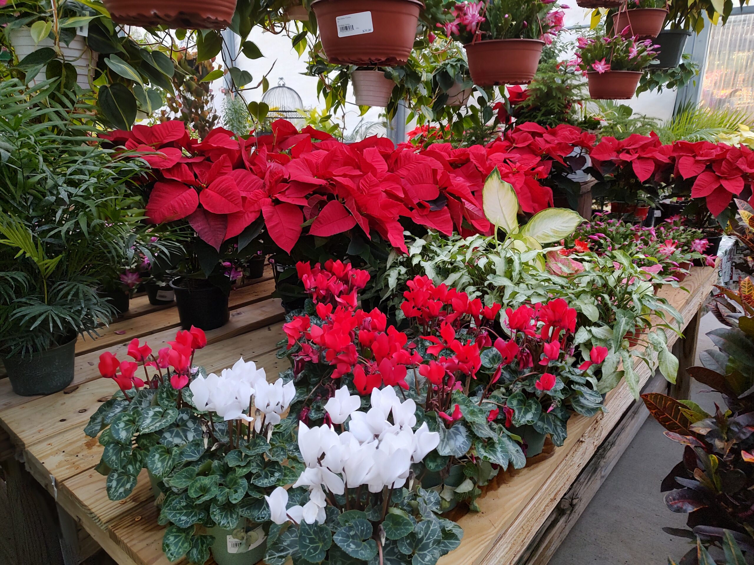 Best Christmas Plants for North Florida Homes: What Thrives in Live Oak’s Winter Climate