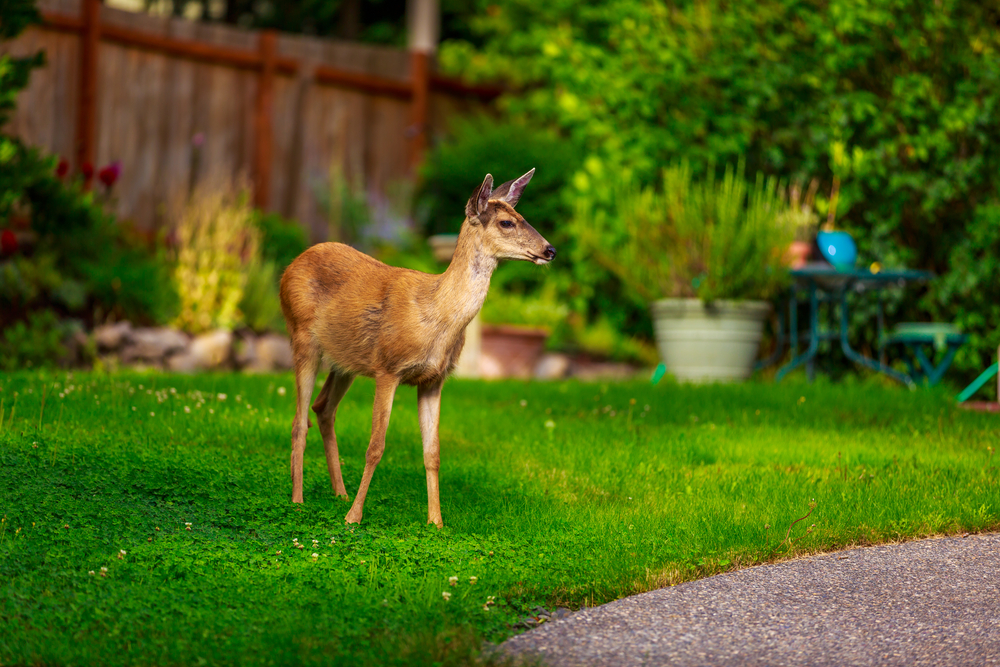 Wild,mule,deer,strides,in,suburban,backyard.