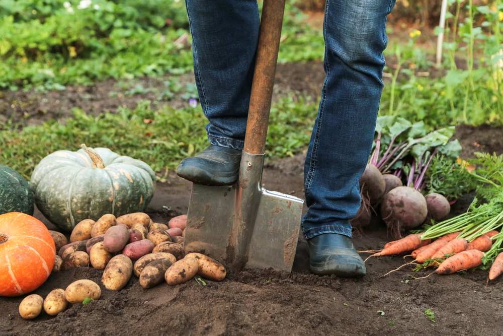 Fall Vegetable Gardening in North Florida: Cabbage, Kale, Cauliflower, and More