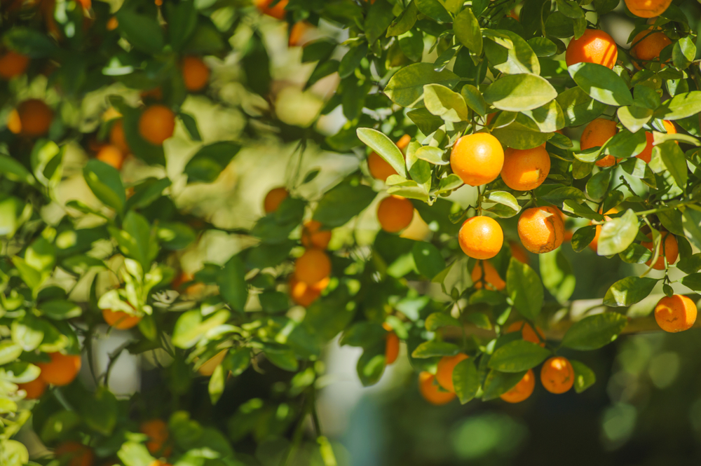 The Best Fruit Trees for North Florida Gardens: Tips from Live Oak’s Trusted Plant Nursery