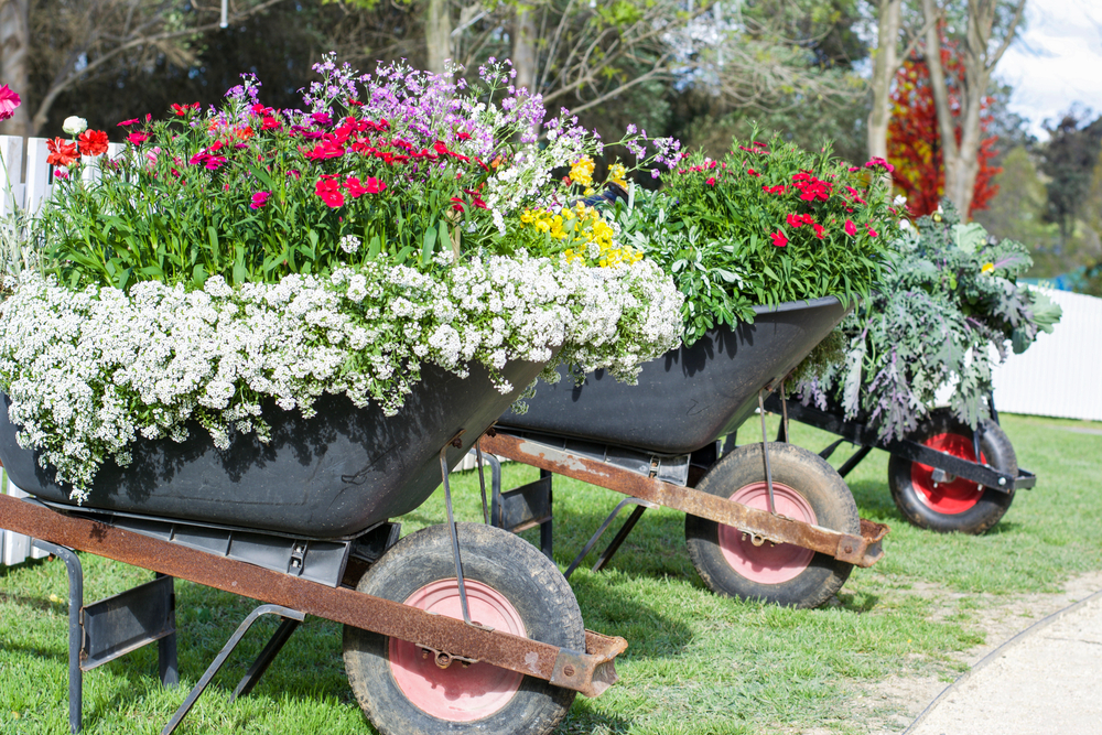 Creating Seasonal Color in Your Garden: Annuals and Perennials Available in Lake City, FL