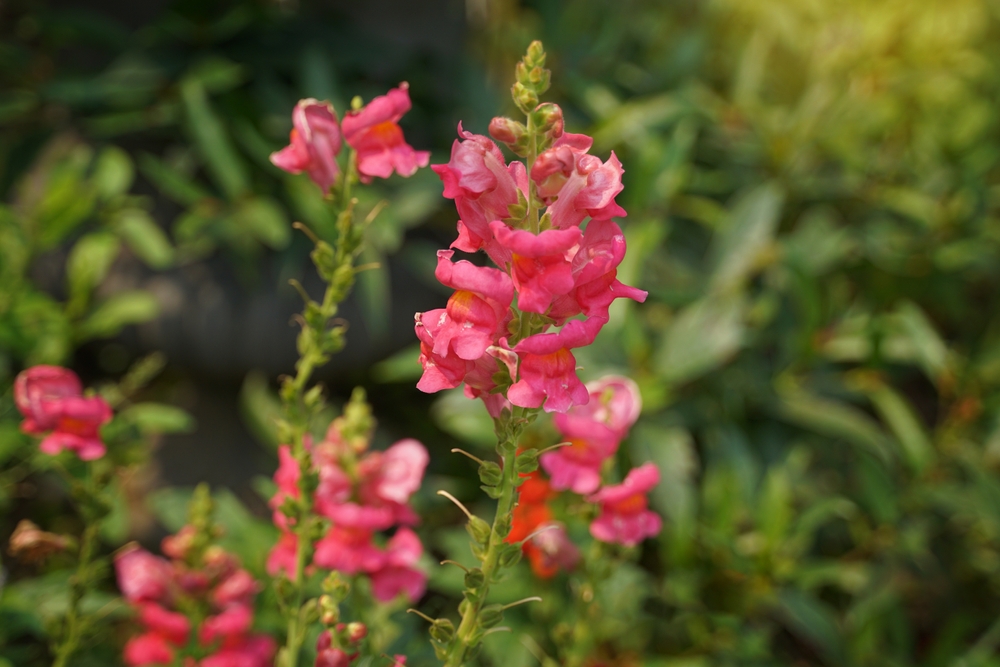 Fall Gardening in Live Oak, FL: How to Keep Your Garden Blooming with Pansies, Petunias & Snapdragons