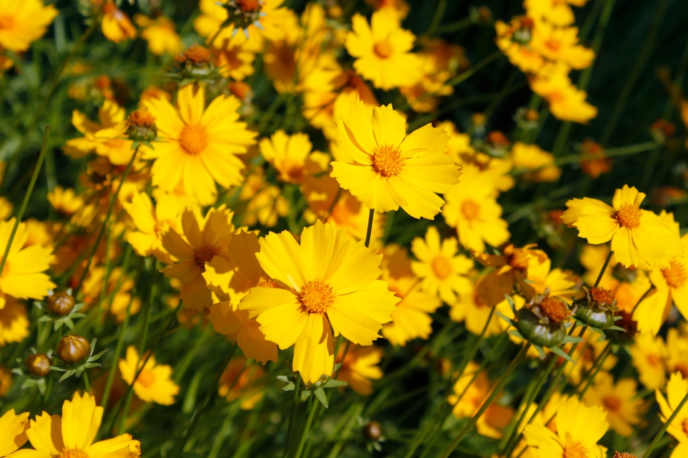 A Local Gardener’s Guide to Choosing Native Florida Plants in Live Oak, FL